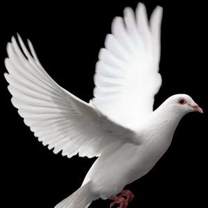 Meet your Posher, Noelle